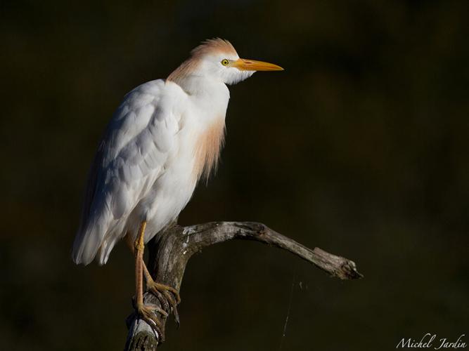 Héron garde-boeufs (Bubulcus ibis) - adulte (plumage nuptial) © Michel Jardin