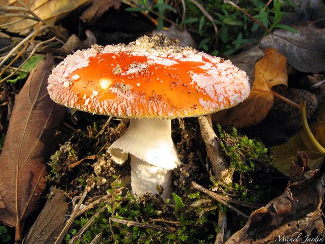 Amanite tue-mouches (Amanita muscaria) © Michel Jardin