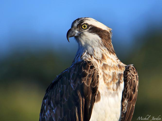 Balbuzard pêcheur (Pandion haliaetus) © Michel Jardin