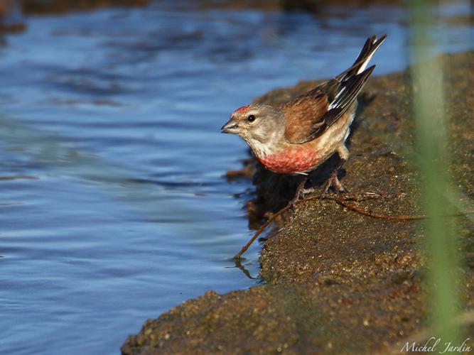 Linotte mélodieuse (Carduelis cannabina) - mâle (plumage nuptial) © Michel Jardin