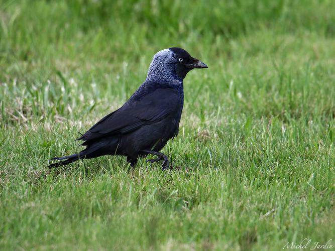 Choucas des tours (Corvus monedula) - adulte © Michel Jardin