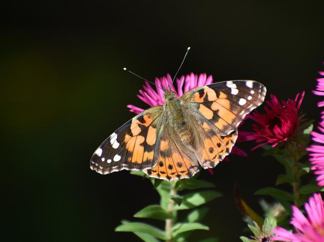 Belle-Dame (Vanessa cardui) © Marie-Ange Piet