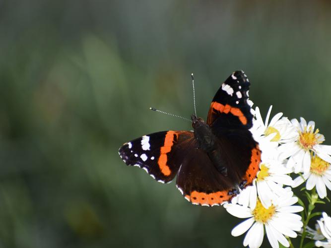 Vulcain (Vanessa atalanta) © Marie-Ange Piet