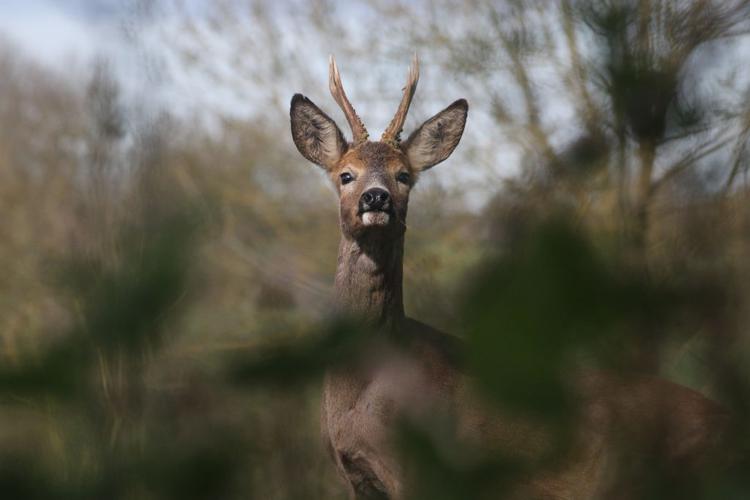 Chevreuil européen (Capreolus capreolus) - mâle © Rémi Jardin