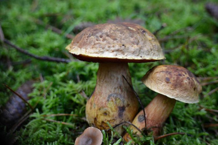 Bolet à pied rouge (Neoboletus erythropus) © Morvan Debroize