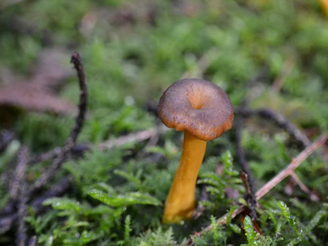 Chanterelle en tube (Cantharellus tubiformis) © Morvan Debroize