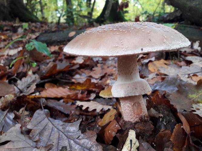 Amanite rougissante (Amanita rubescens) © Rémi Jardin