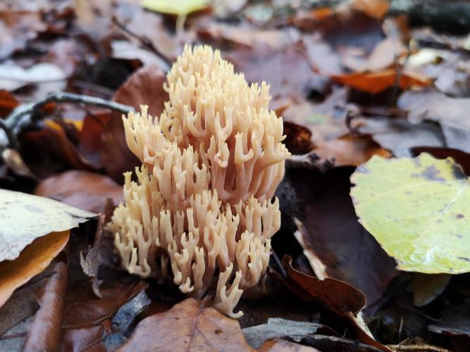 Clavaire droite (Ramaria stricta) © Léa Berthet