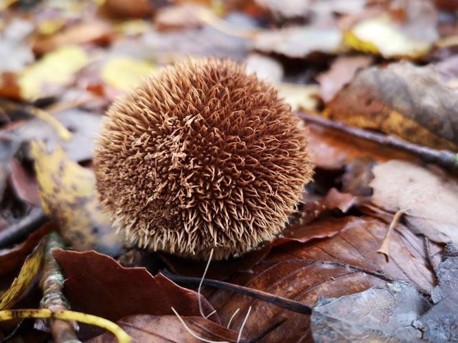 Vesse-de-loup hérisson (Lycoperdon echinatum) © Léa Berthet