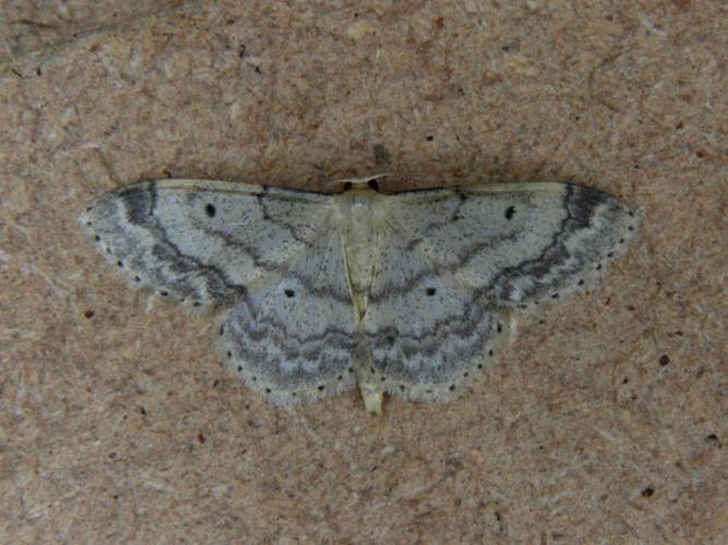 La Truie (Idaea biselata) © Bertrand Debroize