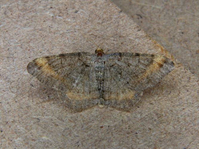 La Philobie effacée (Macaria liturata) © Bertrand Debroize