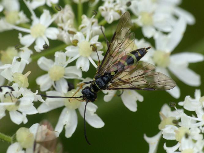 Cephus pygmeus, femelle © Morvan Debroize