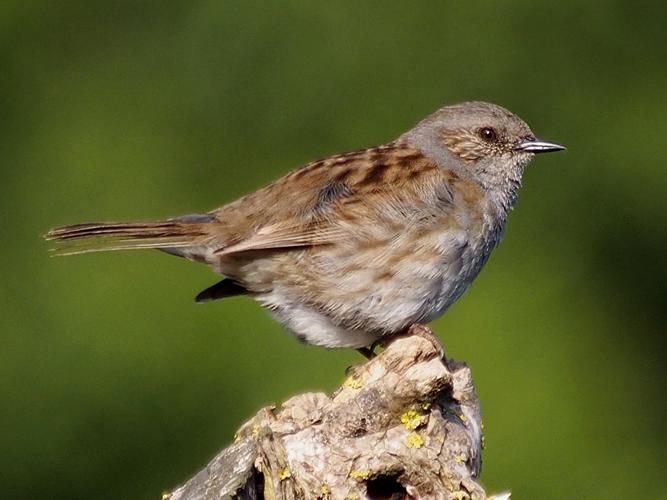 Accenteur mouchet (Prunella modularis) © Marie-Ange Piet