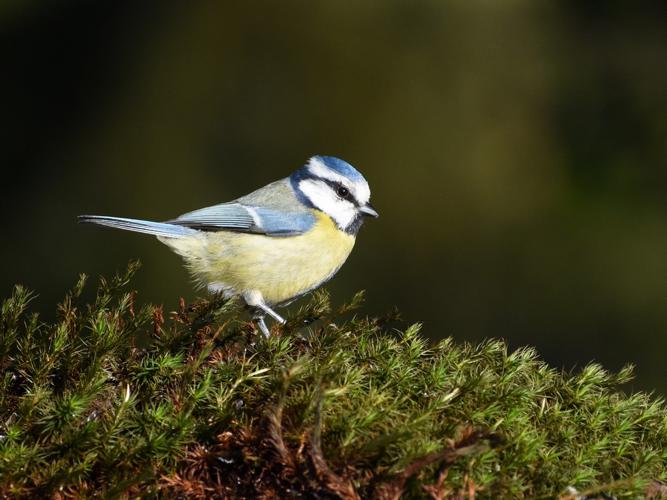 Mésange bleue (Parus caeruleus) © Marie-Ange Piet