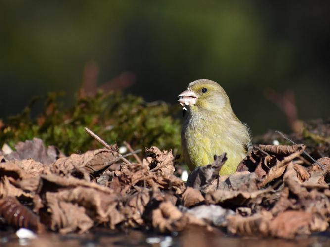 Verdier d'Europe (Carduelis chloris) © Marie-Ange Piet