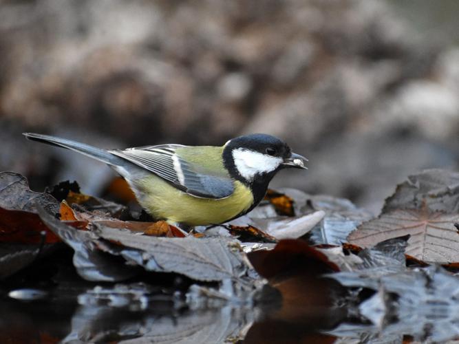 Mésange charbonnière (Parus major) © Marie-Ange Piet