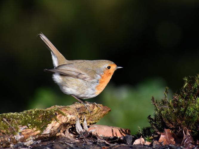 Rougegorge familier (Erithacus rubecula) © Marie-Ange Piet