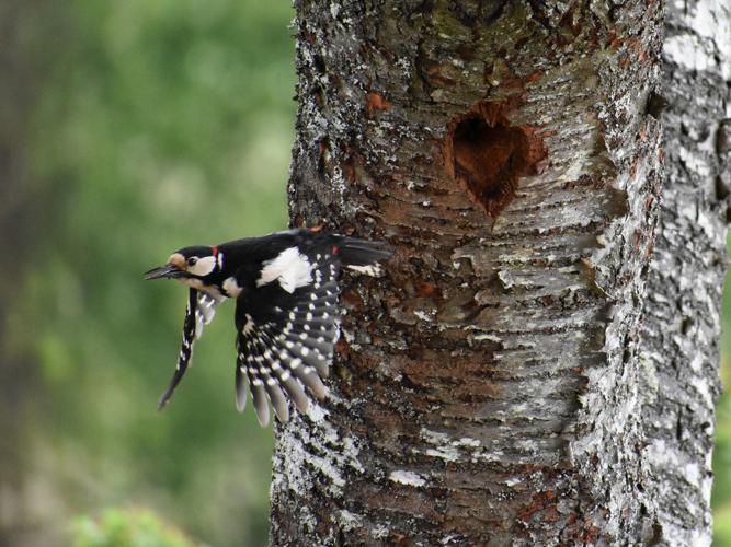 Pic épeiche (Dendrocopos major) © Marie-Ange Piet