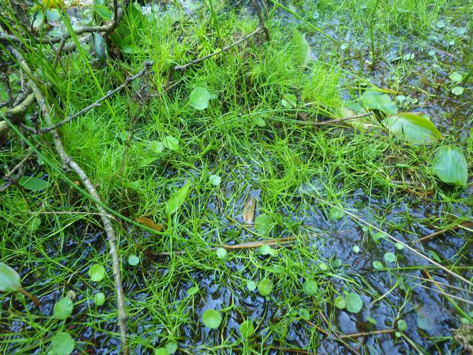 Scirpe flottant (Isolepis fluitans) © Florent Maufay