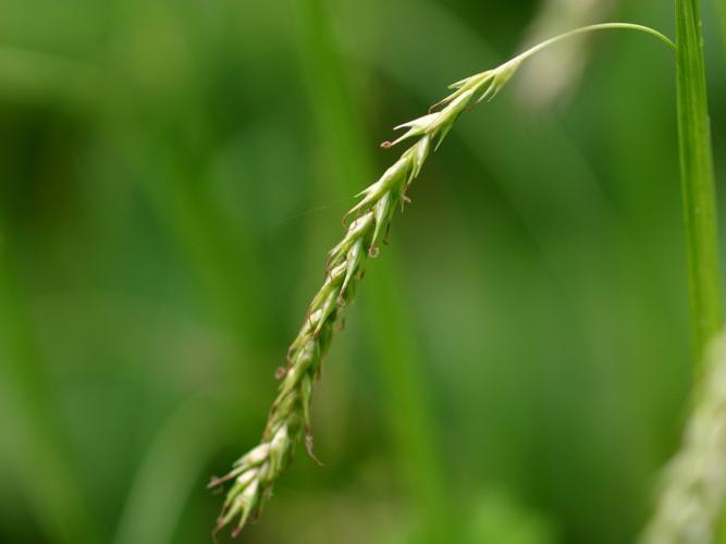 Laîche à épis grêles (Carex strigosa) © Roland Théaud