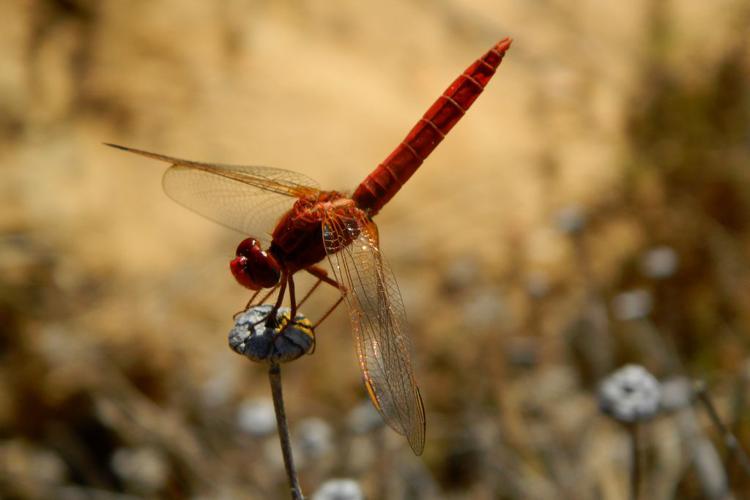 Crocothémis écarlate (Crocothemis erythraea), mâle © Morvan Debroize