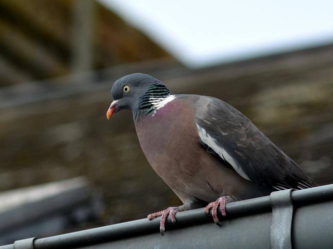 Pigeon ramier (Columba palumbus) © Morvan Debroize