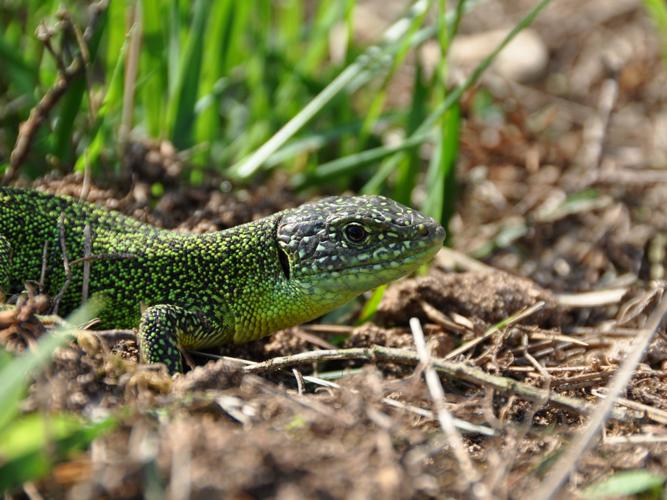 Lézard vert occidental (Lacerta bilineata) © Cyrille Biegala