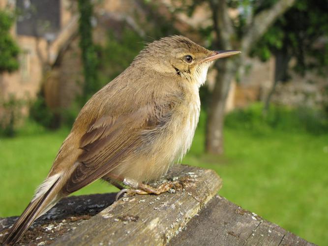 Rousserolle effarvatte (Acrocephalus scirpaceus) © Cyrille Biegala