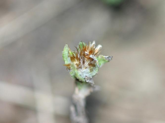 Cotonnière naine (Logfia minima) © Roland Théaud