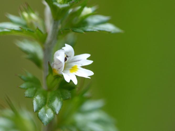 Euphraise des bois (Euphrasia nemorosa), fleur © Morvan Debroize