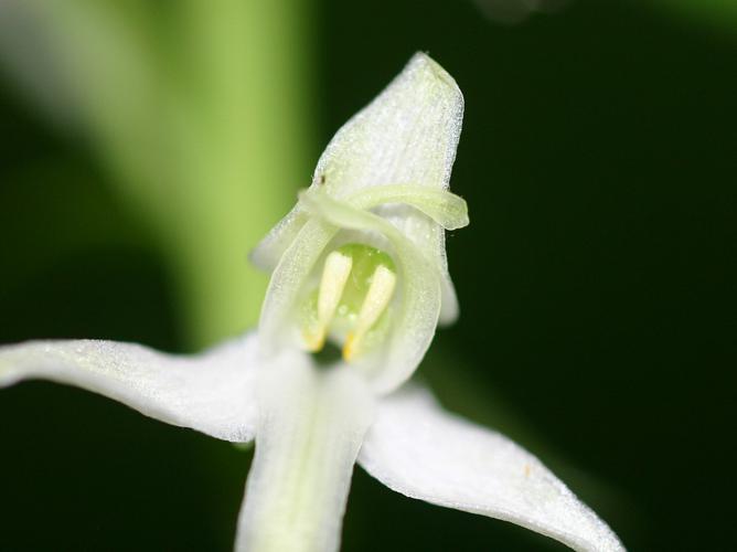 Platanthère à deux feuilles (Platanthera bifolia) © Roland Théaud