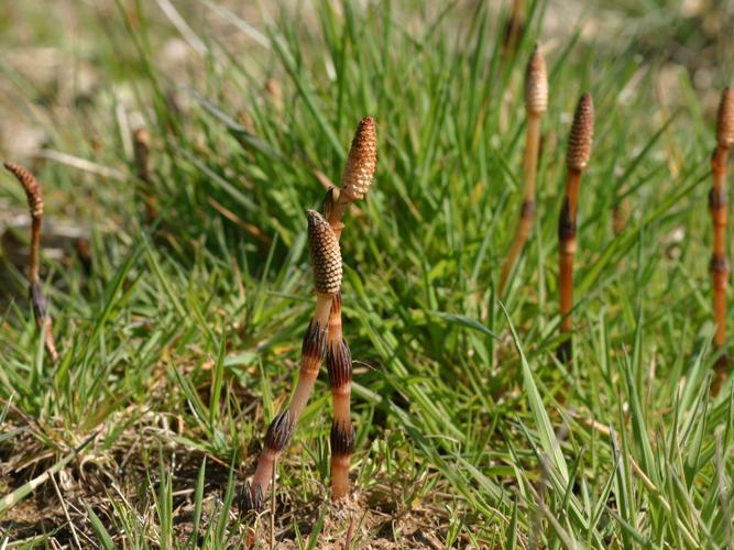 Prêle des champs (Equisetum arvense) © Roland Théaud