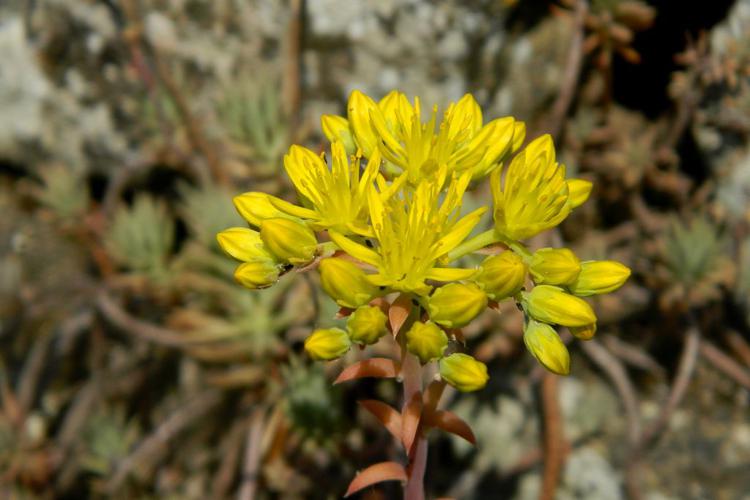 Orpin réfléchi (Sedum rupestre) © Morvan Debroize