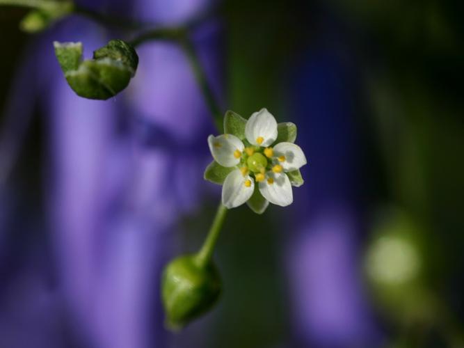 Spargoute printanière (Spergula morisonii), fleur © Roland Théaud