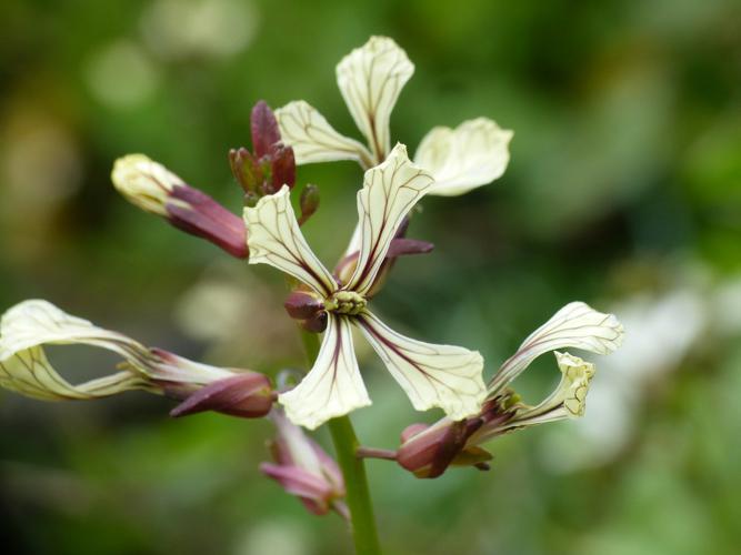 Roquette cultivée (Eruca vesicaria), fleurs © Morvan Debroize