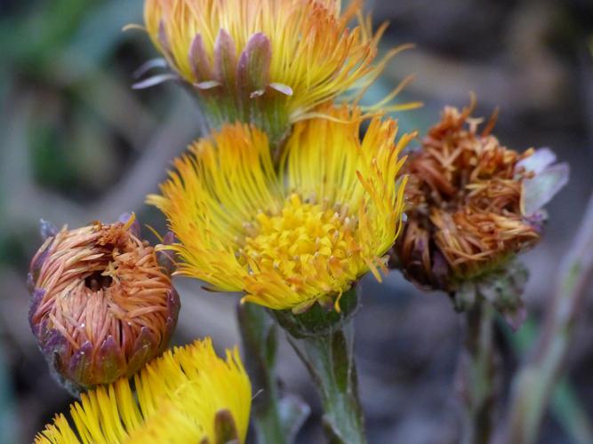 Tussilage (Tussilago farfara) © Morvan Debroize