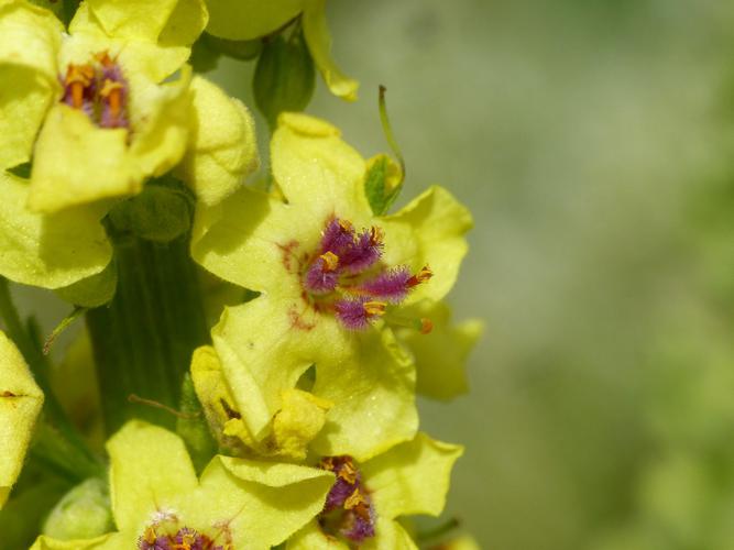 Molène noire (Verbascum nigrum) © Morvan Debroize