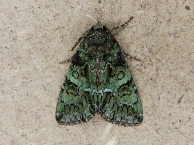 Noctuelle du Camérisier (Polyphaenis sericata) © Bertrand Debroize