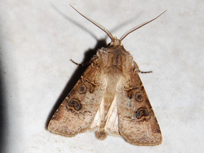 Noctuelle des Moissons (Agrotis segetum) © Bertrand Debroize