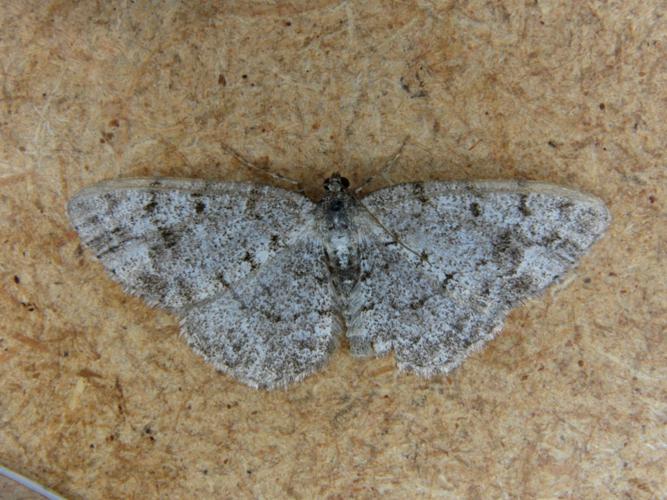 La Boarmie corticole (Aethalura punctulata) © Bertrand Debroize