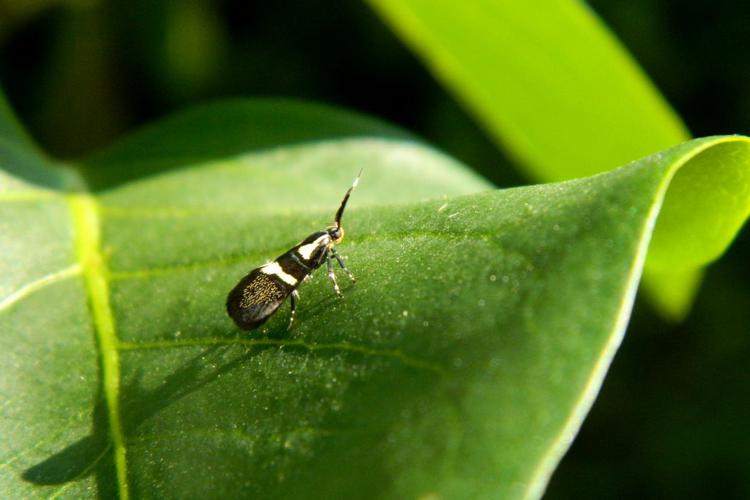 Dasycera oliviella © Morvan Debroize