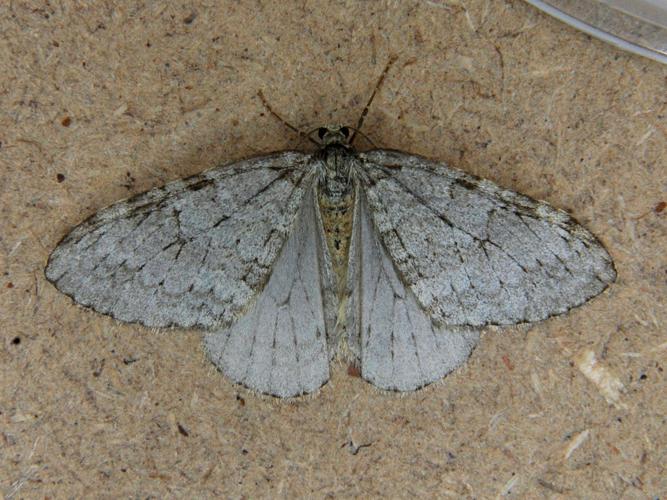 Epirrite automnale (Epirrita autumnata) © Bertrand Debroize