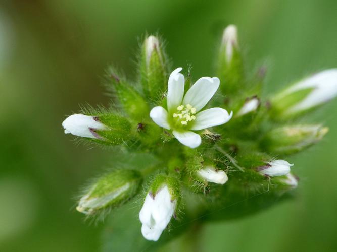 Céraiste aggloméré (Cerastium glomeratum), fleurs et boutons © Morvan Debroize