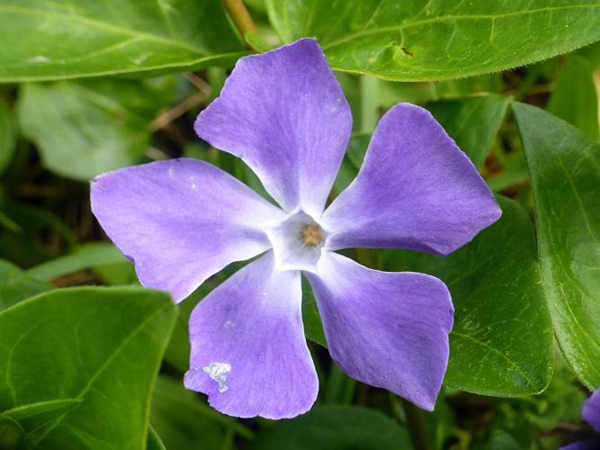 Grande pervenche (Vinca major), fleur © Morvan Debroize