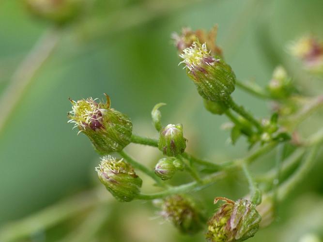 Vergerette de Barcelone (Erigeron sumatrensis) © Morvan Debroize