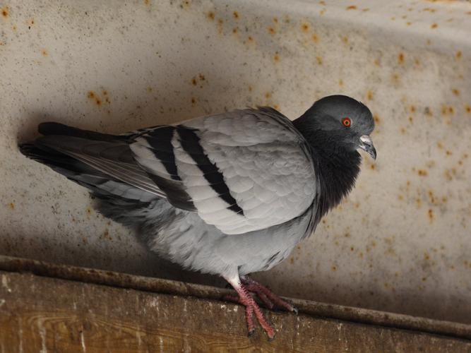 Pigeon biset (Columba livia) © Morvan Debroize