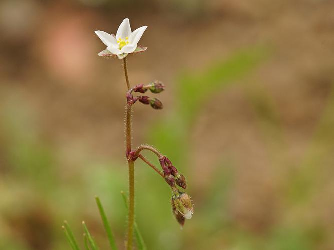 Spergule des champs (Spergula arvensis) © Sylvain Montagner