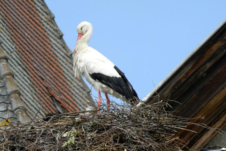 Cigogne blanche (Ciconia ciconia) © Morvan Debroize