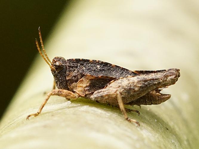 Tétrix commun (Tetrix undulata), mâle © Sylvain Montagner