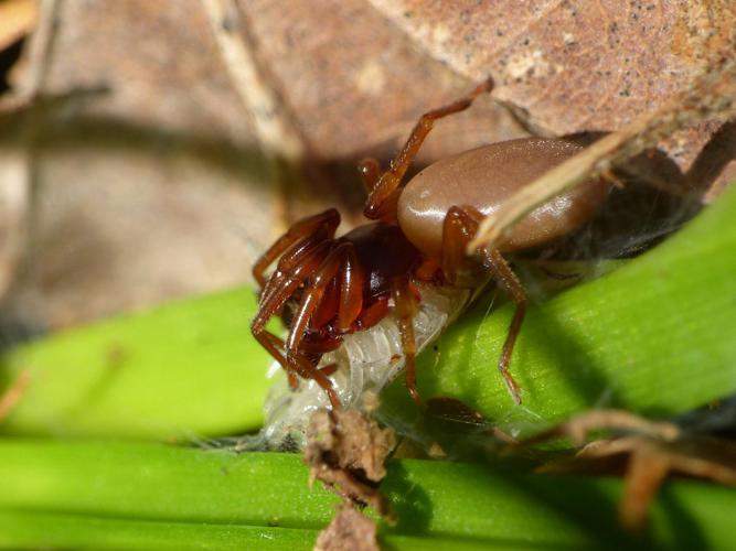 Dysdère érythrine (Dysdera erythrina) © Morvan Debroize